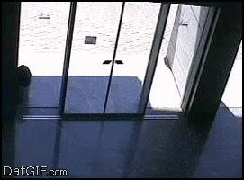 撞到玻璃gif动态图合集尼玛谁把玻璃擦这么亮的