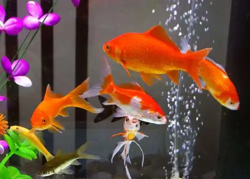观赏小金鱼