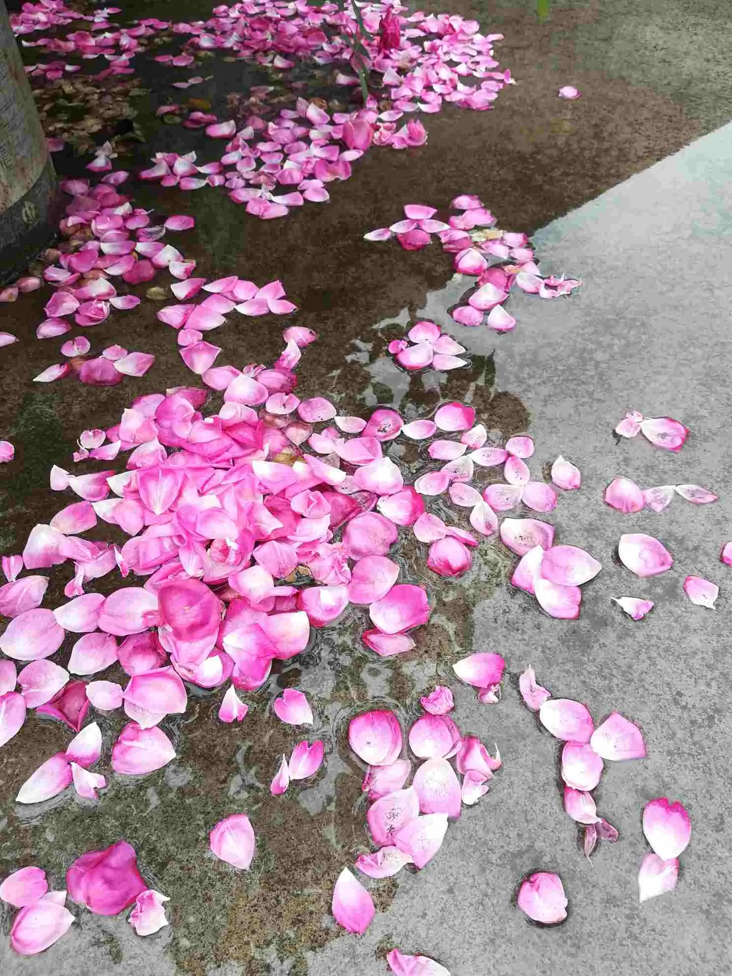 原创你潇洒的跟我挥一挥手云淡风轻的跟我说誓言失效了