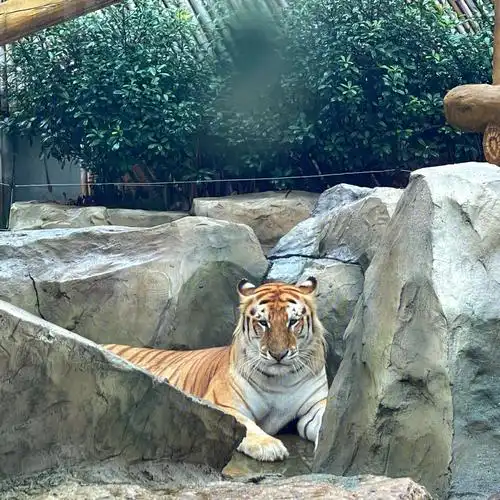 太湖龙之梦动物园