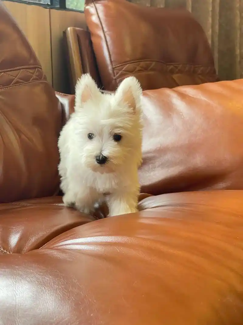 最受欢迎的品种之一 高颜值西高地白梗犬.#创作灵感 #西高地 - 抖音