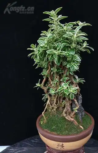 高提根金边六月雪.老桩,树龄30年以上精品!