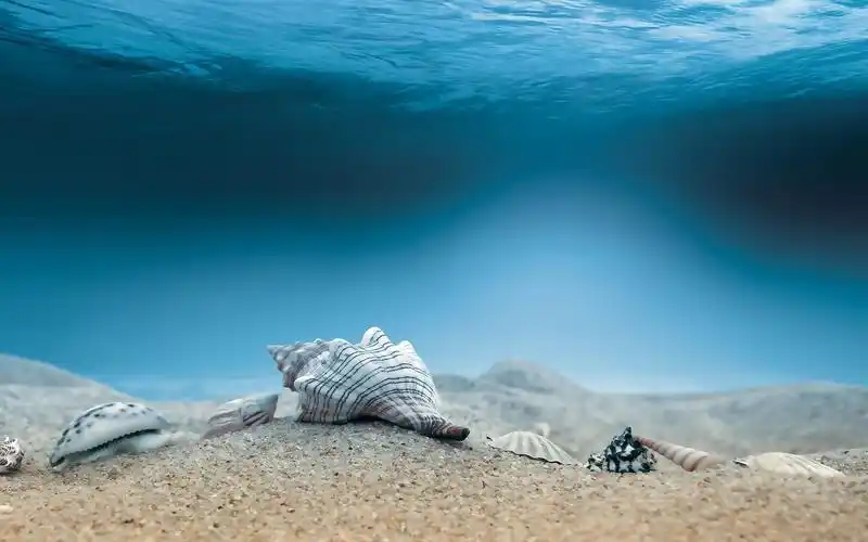 贝壳,海底,壁纸,自然风景,壁纸贝壳海底壁纸