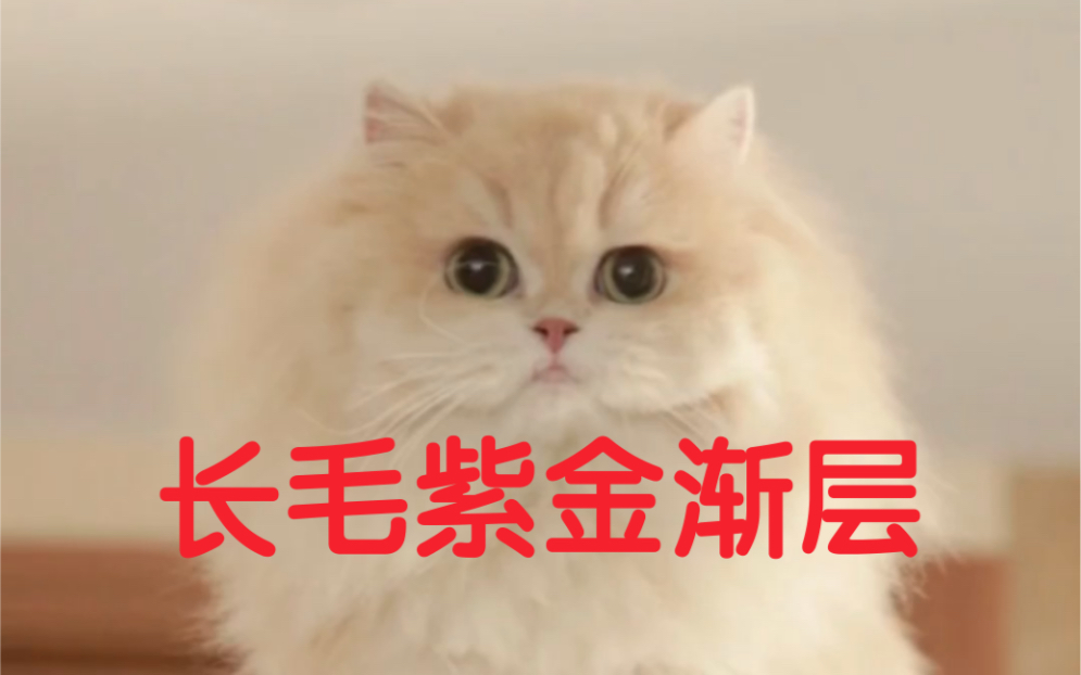 这种品相的长毛紫金渐层多少钱入手合适?