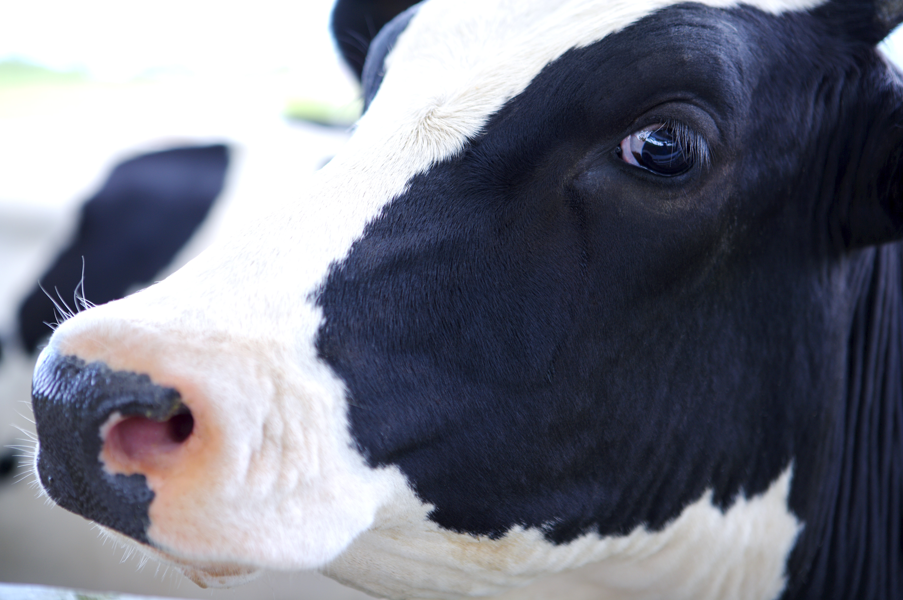 牛的头部特写图片第7张