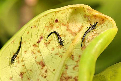 榕蓟马又名榕树蓟马榕管蓟马榕母蓟马属于缨翅目管蓟马科的昆虫瓜蓟马