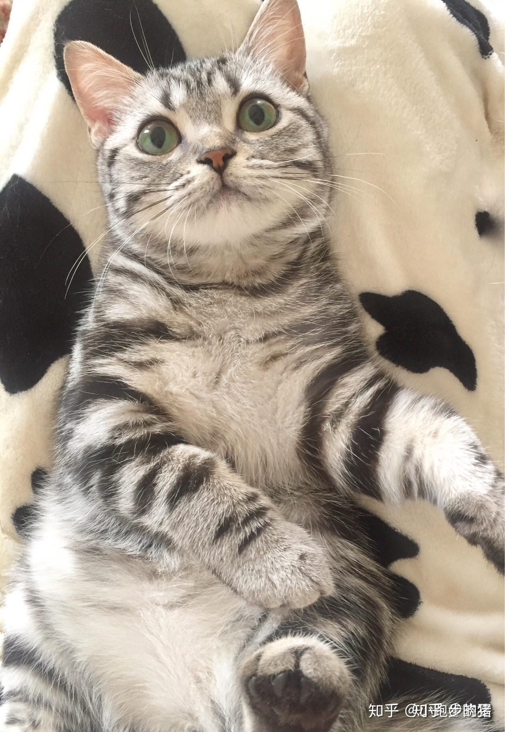 这个是虎斑看起来纯吗以后长大了的品相怎么样啊值那一千多块钱吗