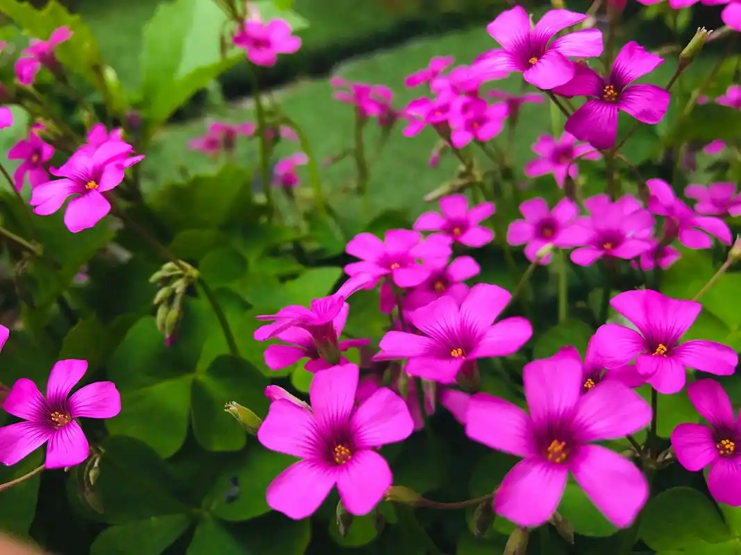 大自然的魅力——同色多花 平日里喜欢用手机捕获大自然的魅力, - 抖