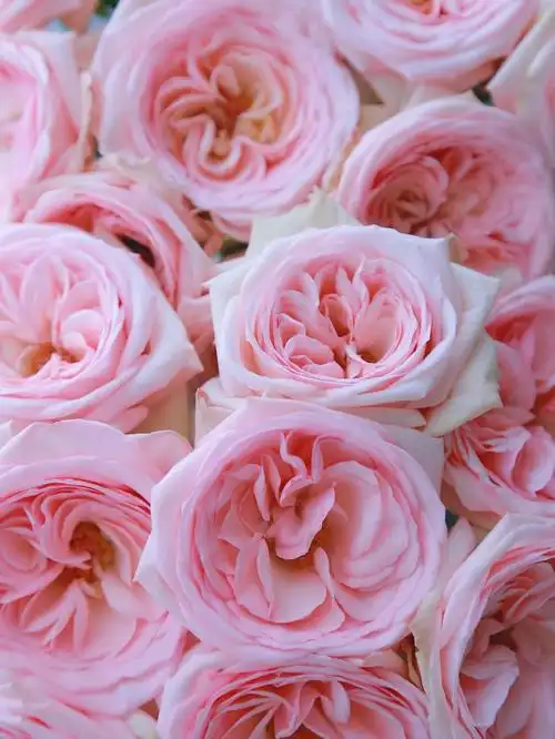 鲜花分享玫瑰语言粉荔枝