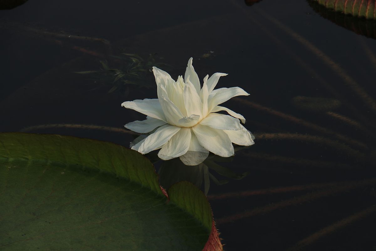 水中霸主----王莲 是睡莲科王莲属植物统称.