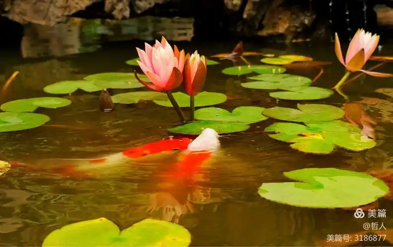 锦鲤戏莲