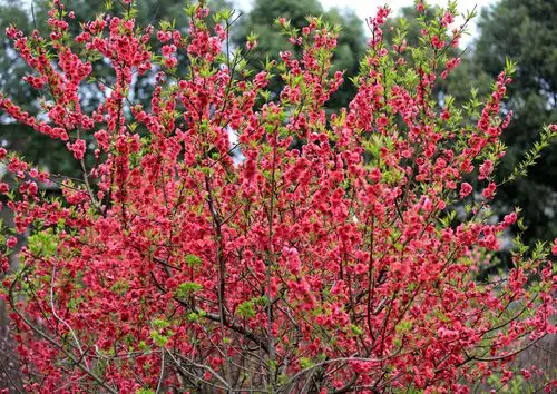 桃花盛开春满园