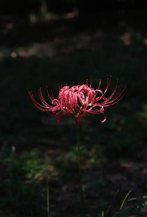 杭州植物园的悲伤之花:彼岸花
