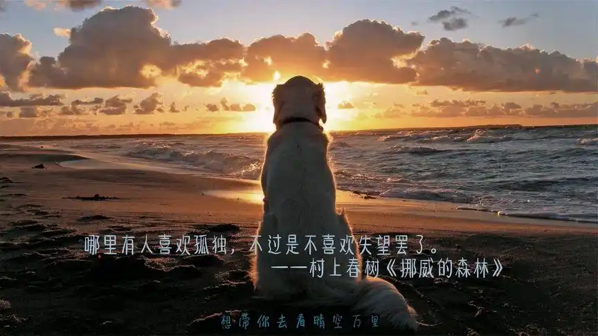 悲伤只我一人化爱成恨 等我熬过这一段狼狈 一个人尝尽孤独的滋味