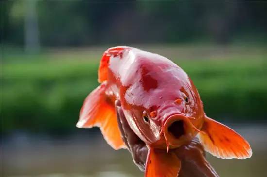 一条14斤的肥硕荷包大鲤,曾被誉为"人间天物"