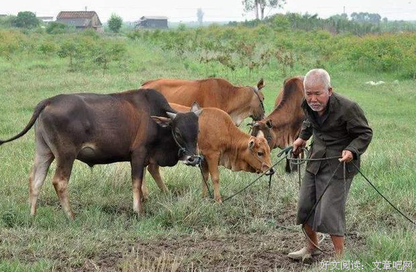 放牛的老人