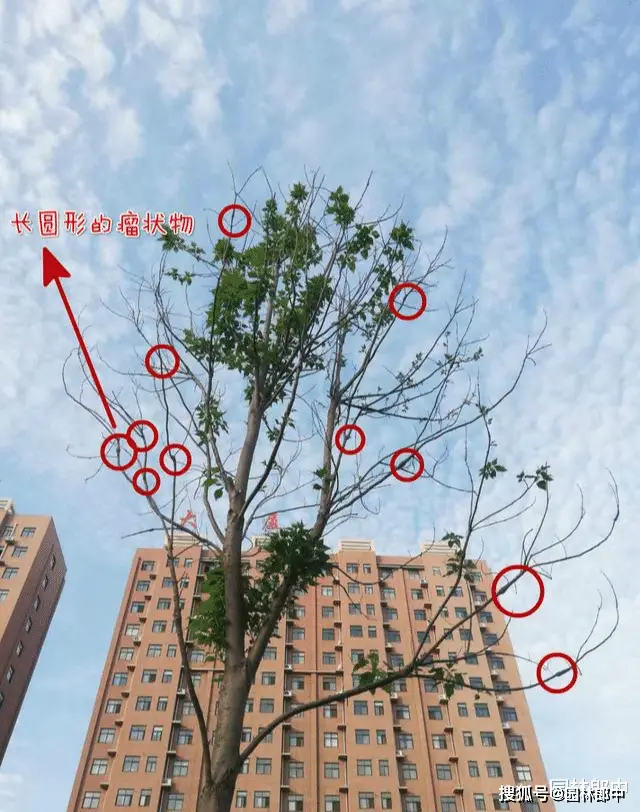 楸树长势衰弱,枝梢干枯,树梢上还有很多瘤状小凸起,怎么回事儿