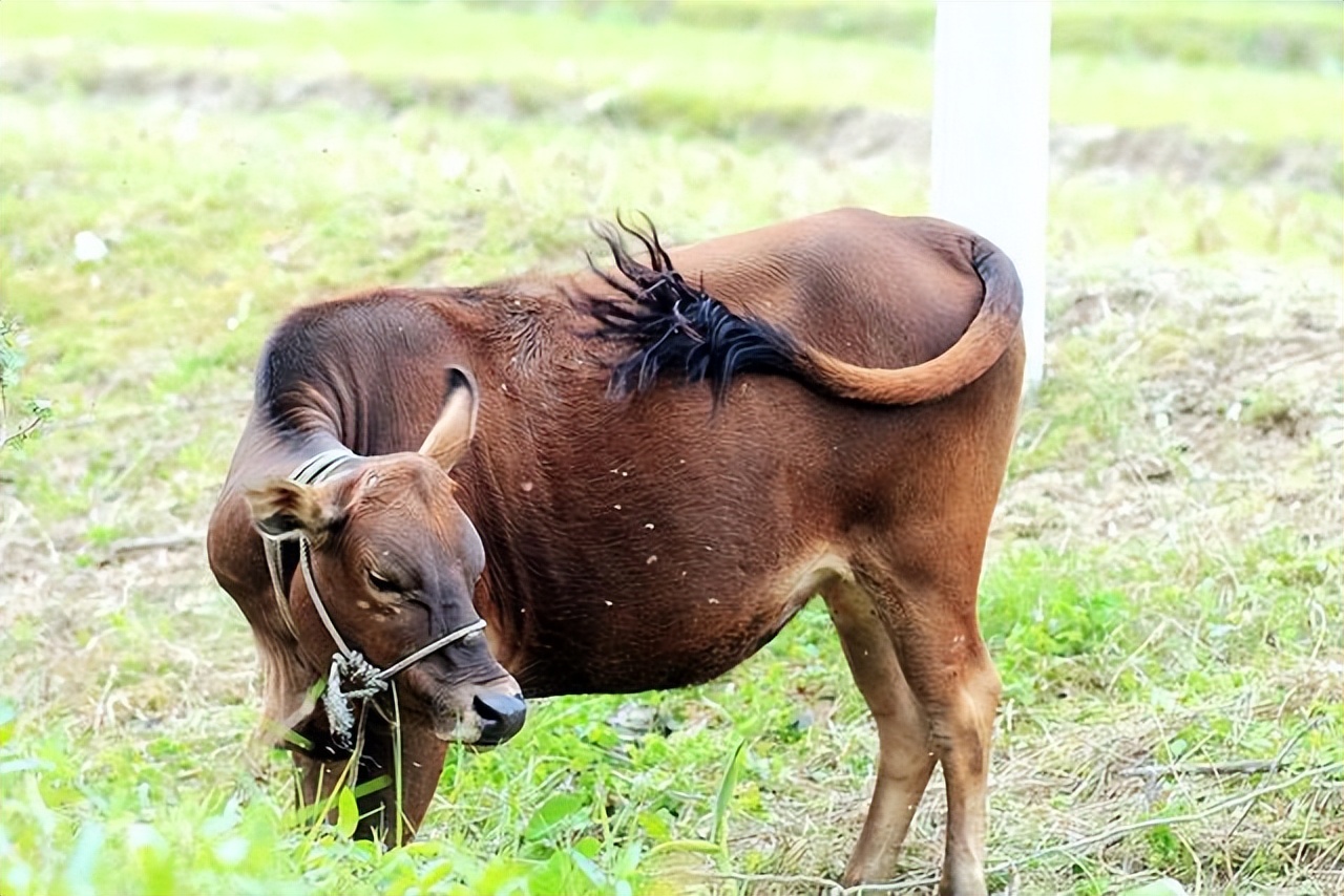 牛尾巴还有这些作用,养牛人快来看!