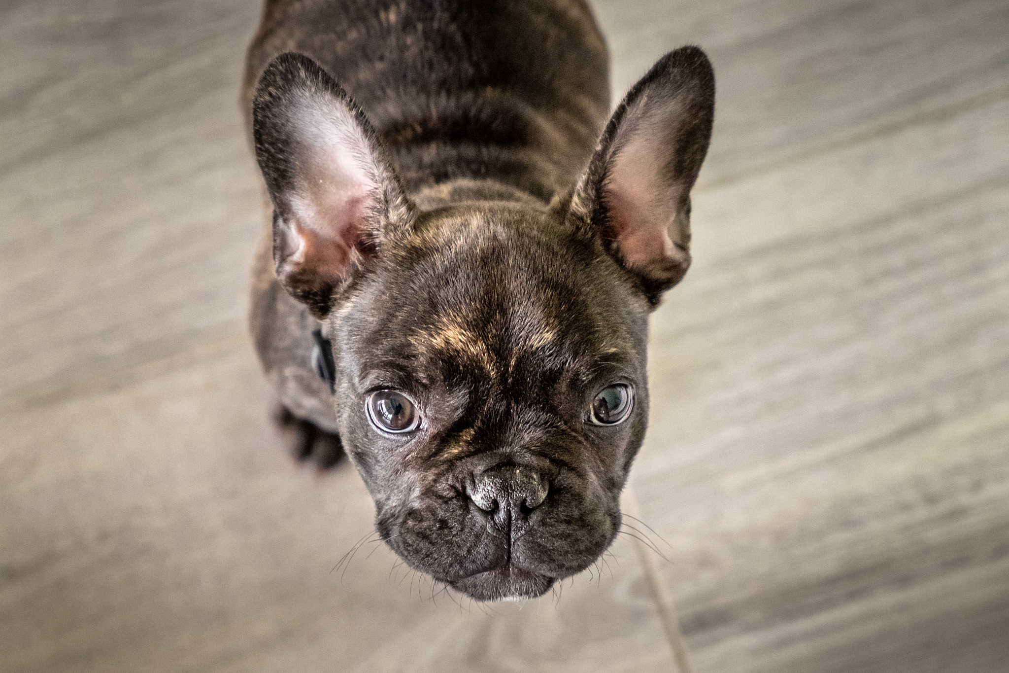 摘要:法斗是法国的国犬,起源于英格兰的小型斗牛犬,但真正发展在法国