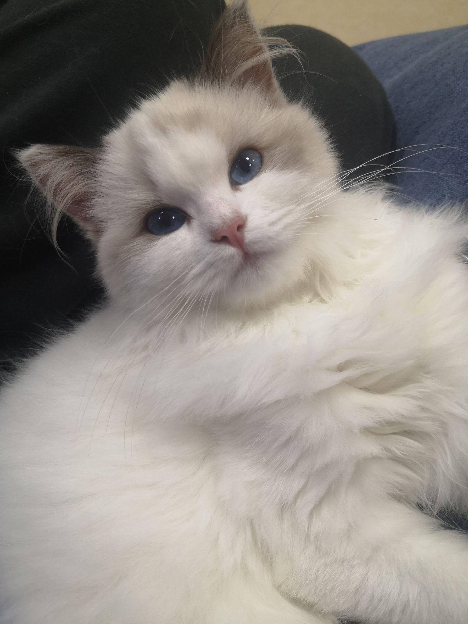 请问,一只幼年布偶猫大概需要多少钱?