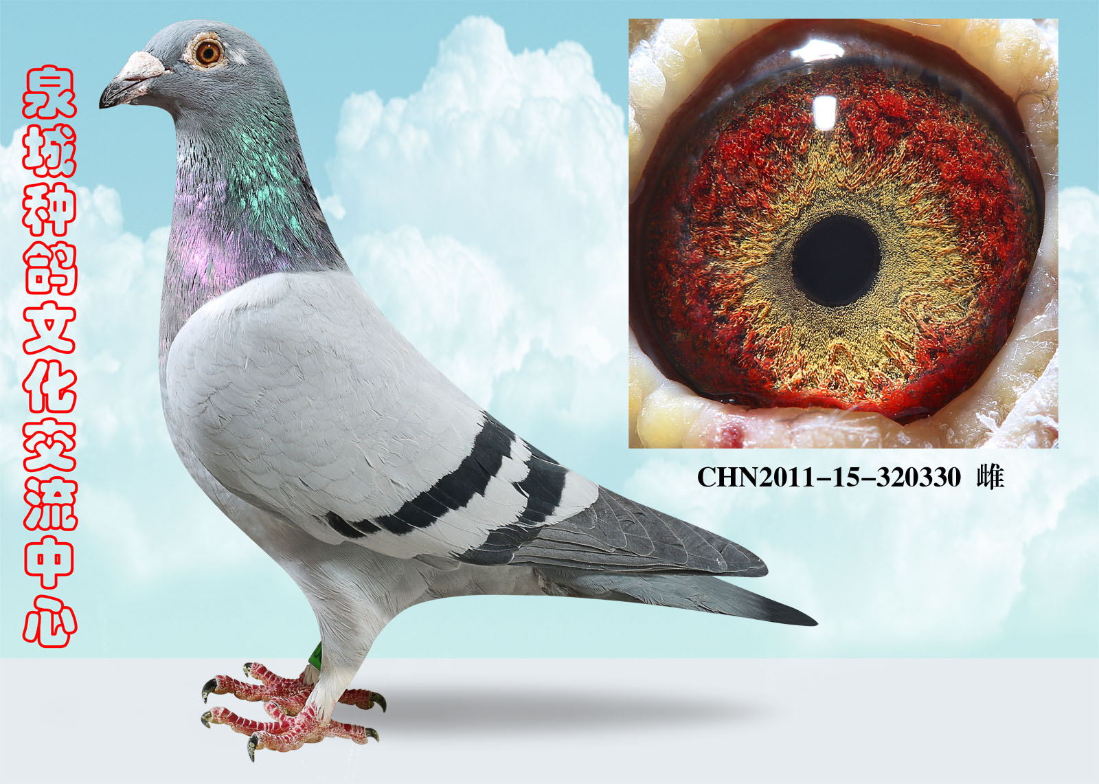 电脑 戈马力_泉城种鸽文化交流中心_ ag188.