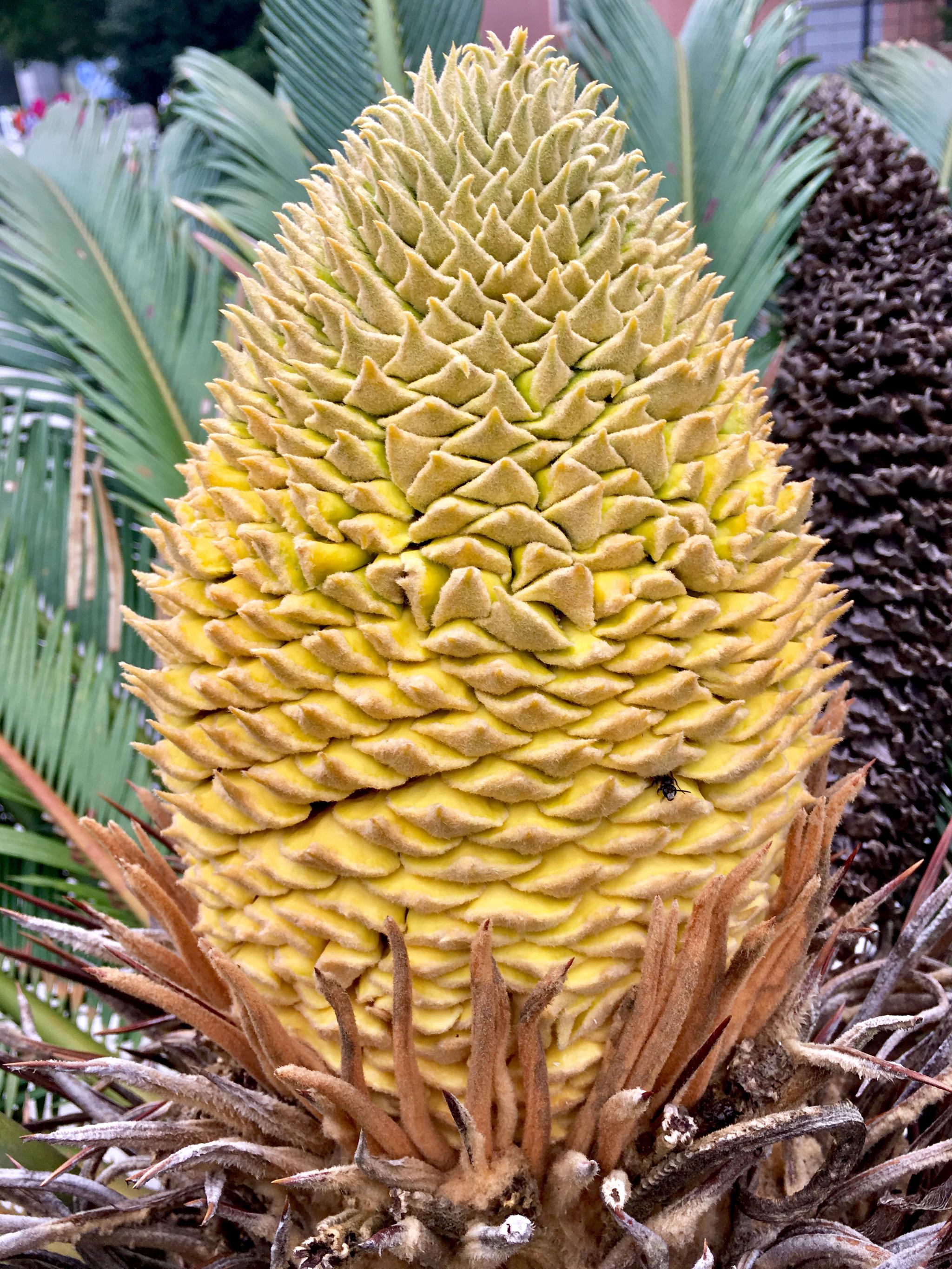 难得一见的铁树雌雄花