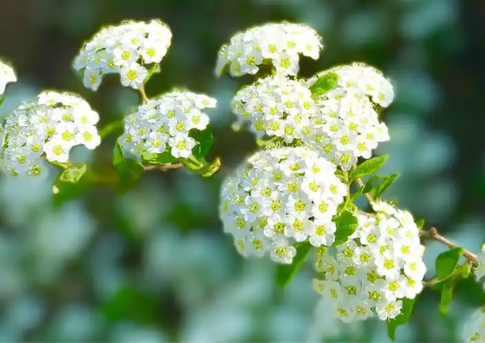 麻叶绣线菊,华贵绽放!