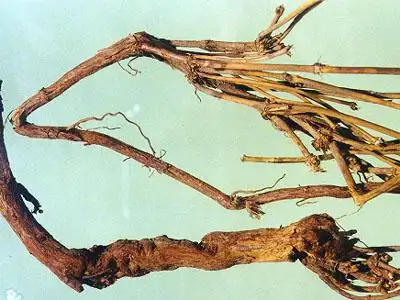 麻黄根 mahuanggen