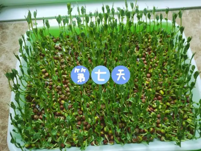 芽苗菜第七天