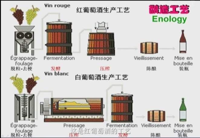 葡萄酒工艺winetechnology