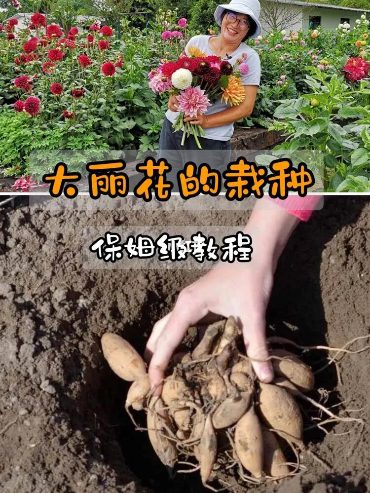 大丽花球根如何栽种?