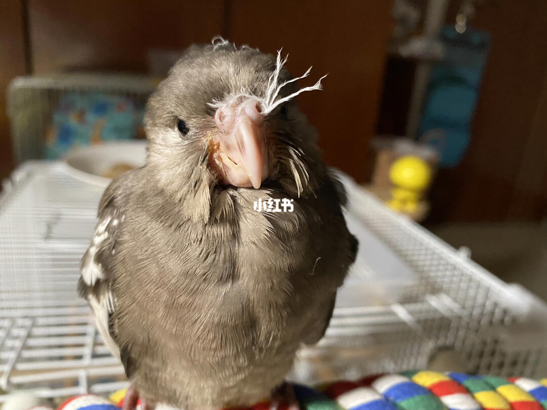 的娃鼻孔里塞着一根白毛…笑喷了#鸟  #我的鸟  #玄凤鹦鹉  #黑牛玄凤