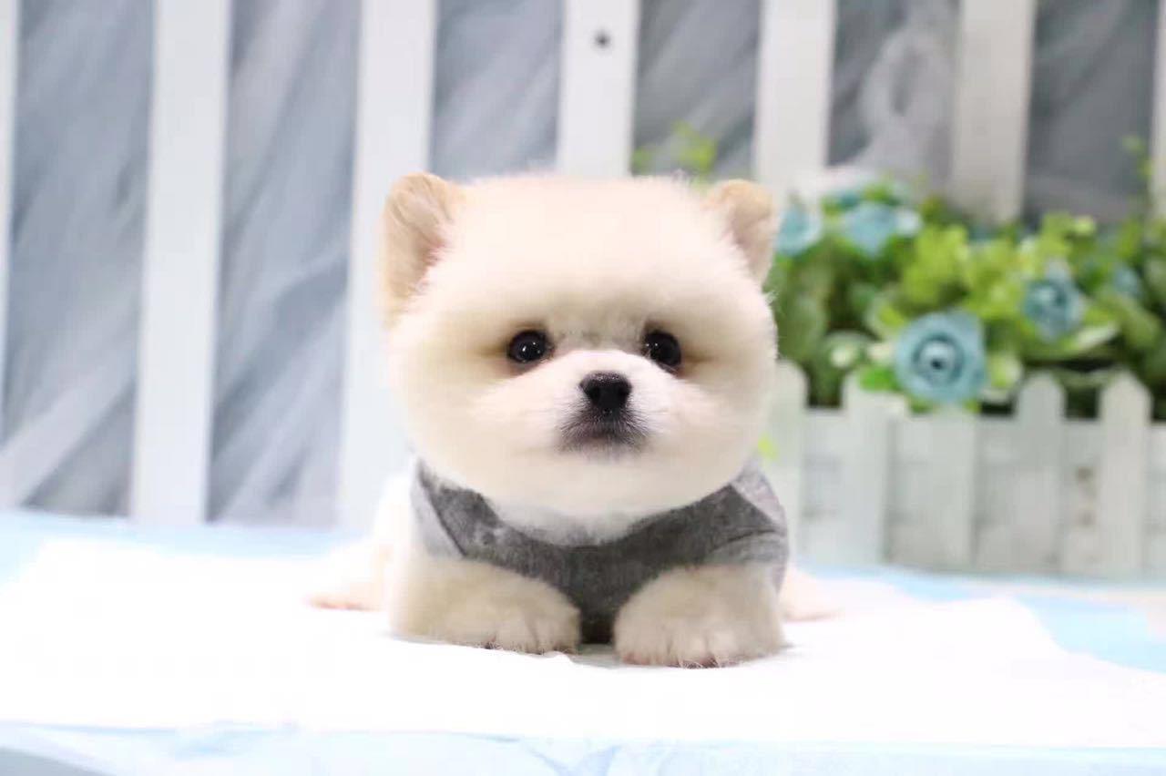 能放进茶杯里的狗狗,迷你可爱的茶杯犬了解一下吗