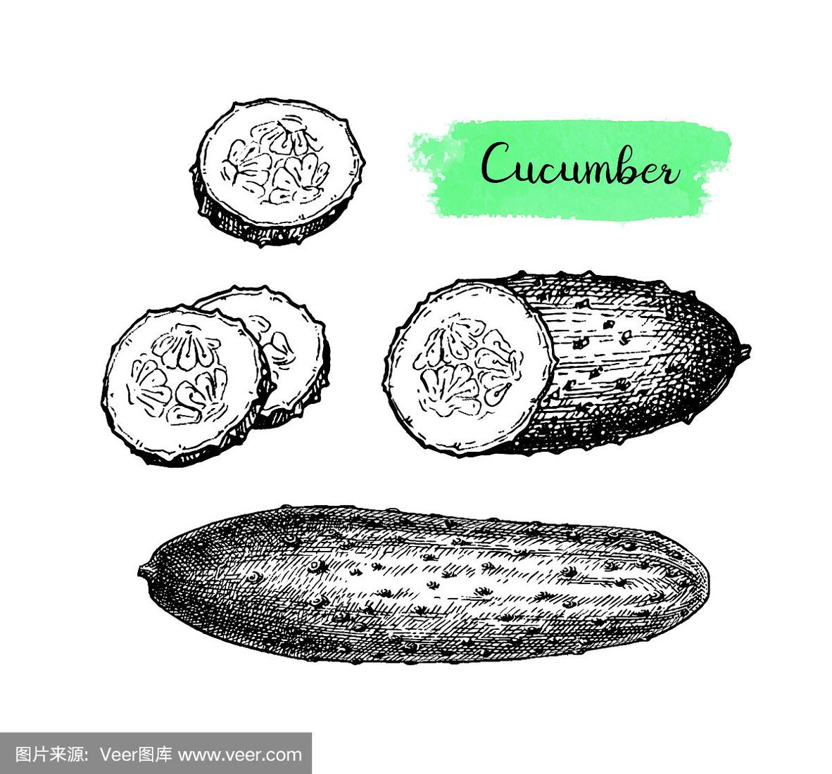 黄瓜水墨速写.