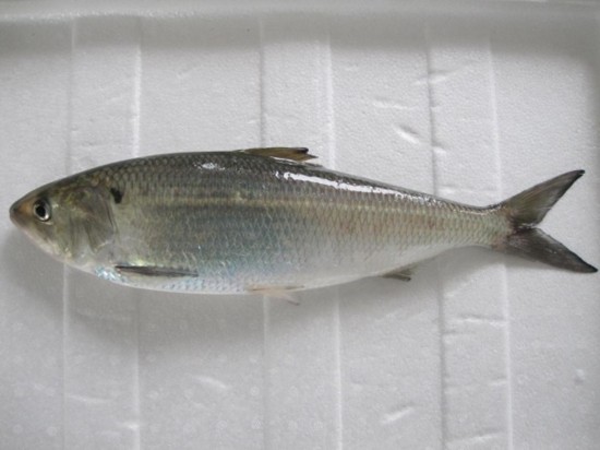 峡江鲥鱼