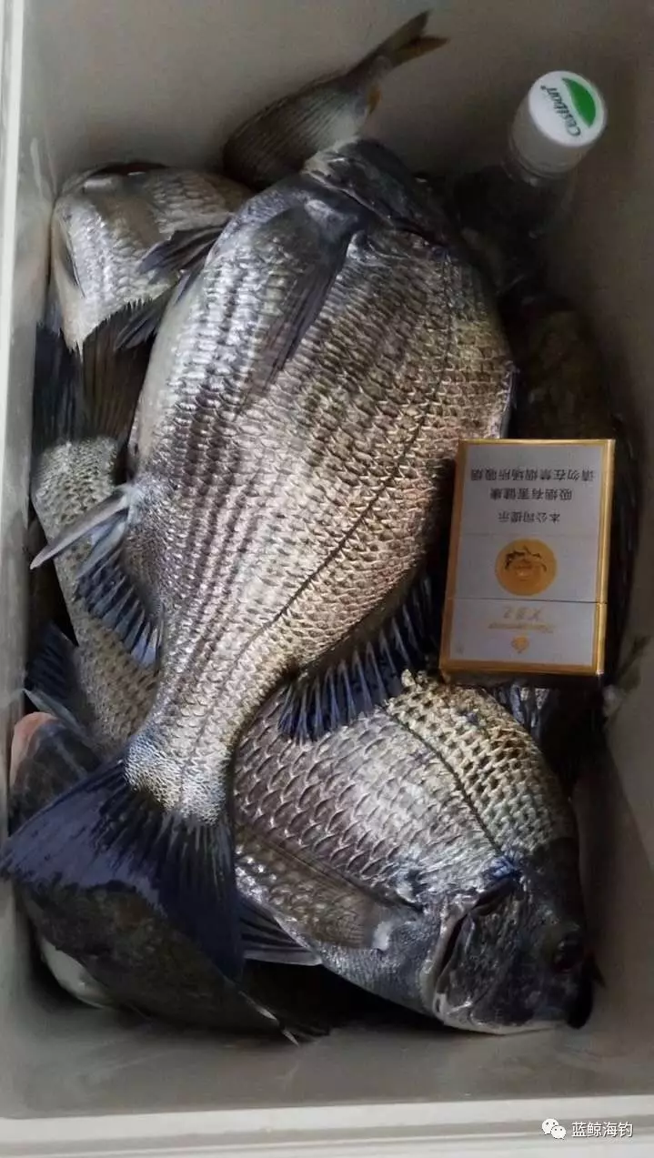 此时此刻黑鲷已经大规模入侵近海