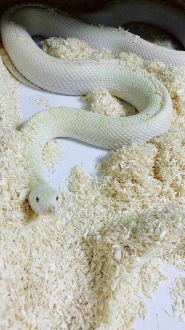 晶莹剔透的小白蛇,不知道你们喜欢吗