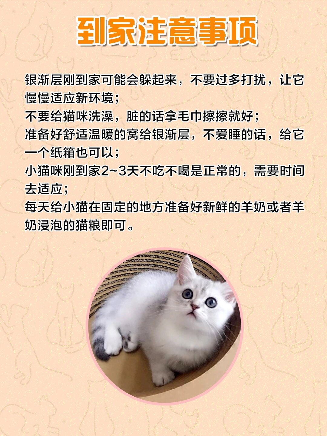 饲养攻略7199|英短银渐层怎么养?