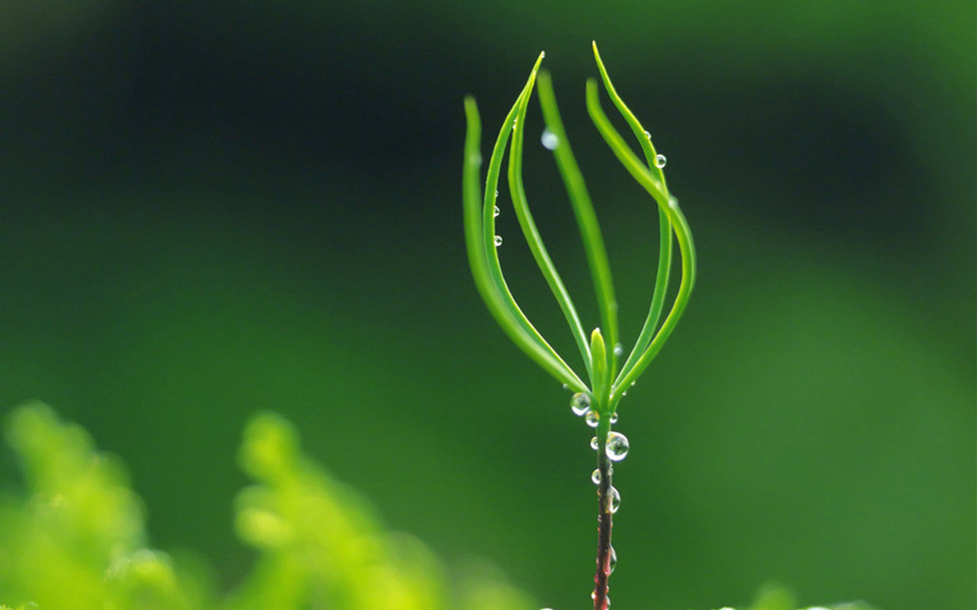超清绿色护眼植物图片电脑壁纸