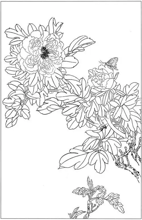 高清工笔牡丹白描 158幅(上)喜欢的收藏关注