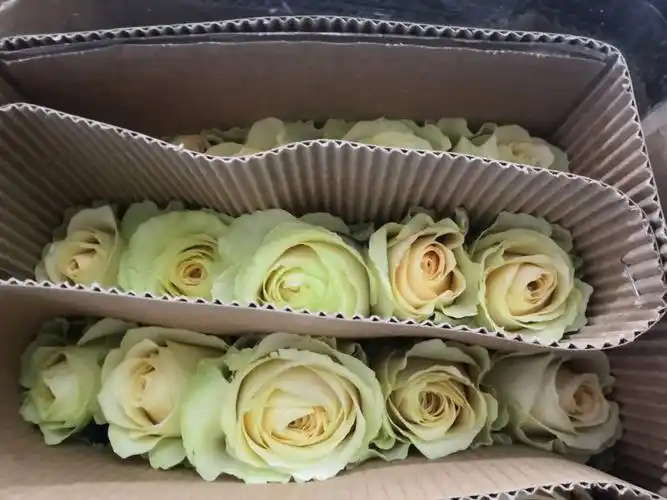 卡罗拉,黑魔术,白玫瑰,紫玫瑰,糖果,法兰西,戴安娜,冷美人,粉佳人