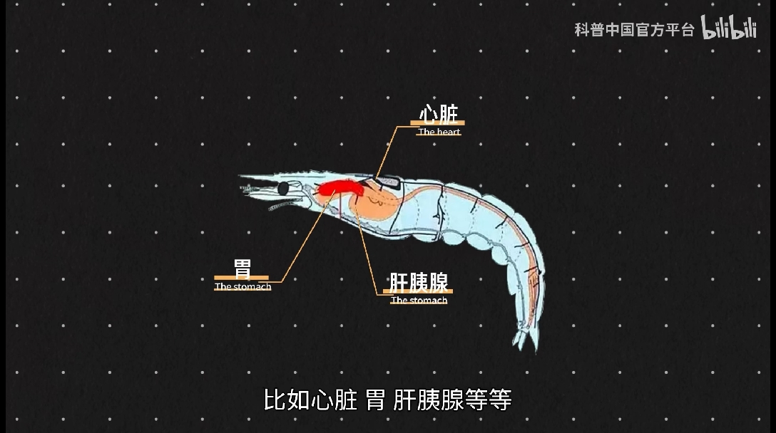 虾线很脏虾黄不能吃
