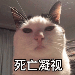 死亡凝视(猫咪)_猫咪_凝视_死亡表情