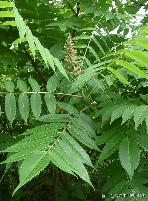 臭椿树和香椿树区别