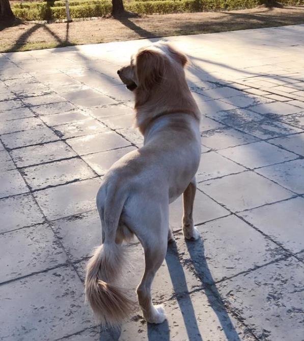 普贝斯:金毛理完体毛,变成小狮子?