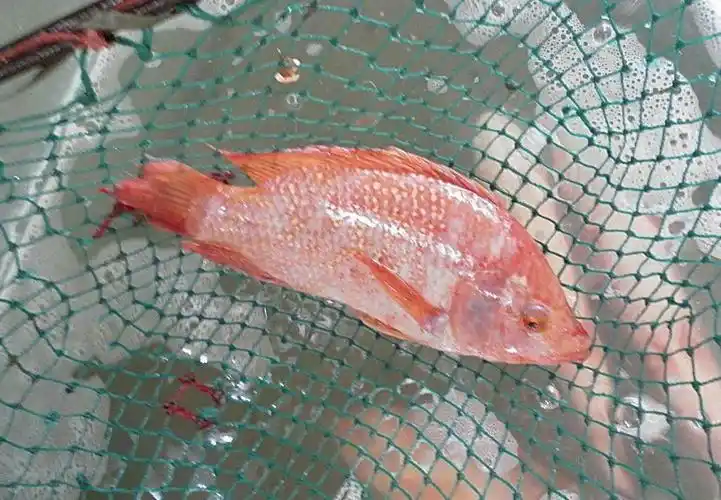 活彩云雕:抢购价 6.98/斤