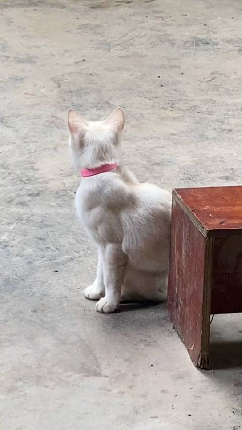 猫届有属于自己的肌肉猛男