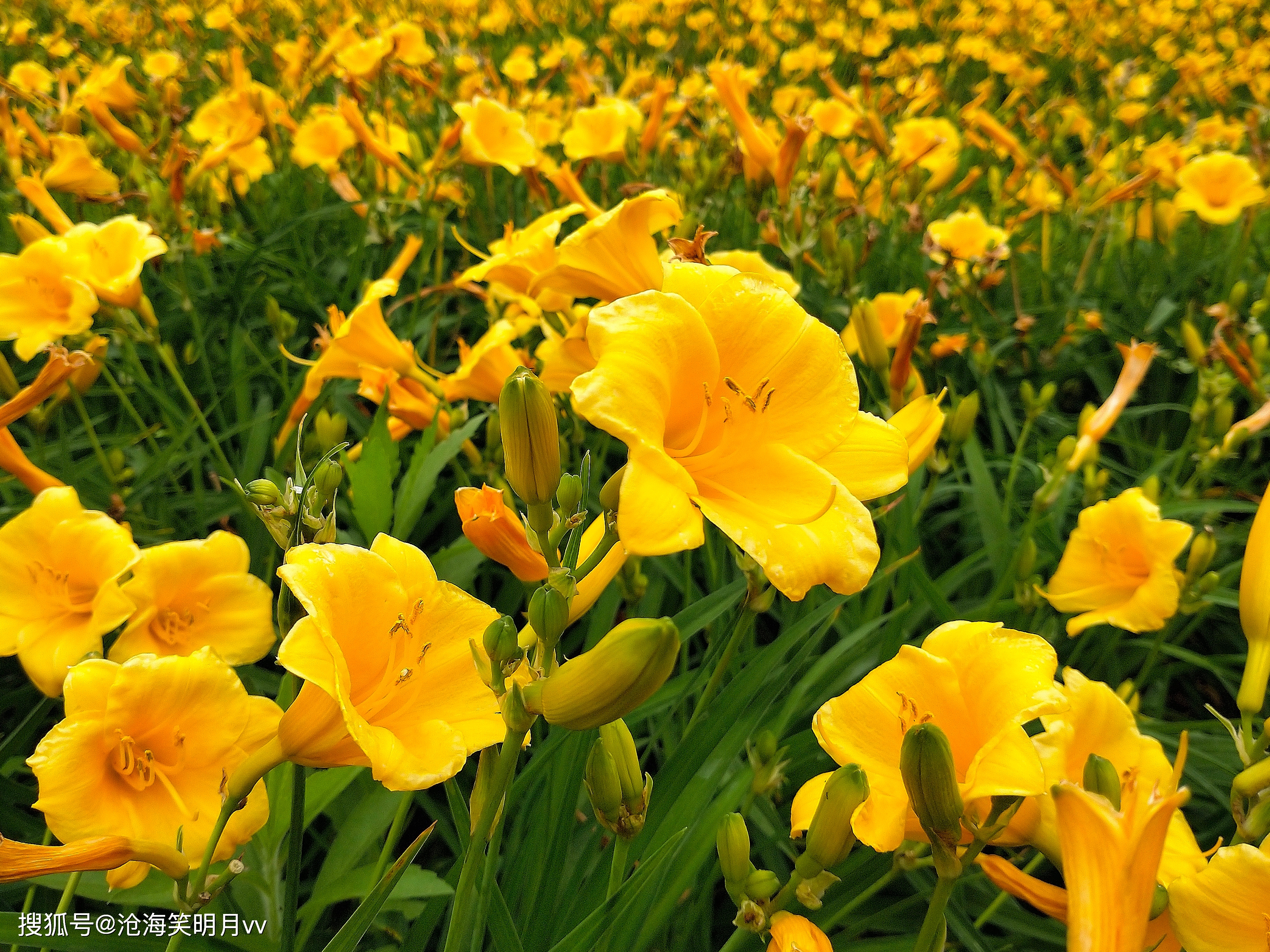 金娃娃萱草:心无芥蒂的娃娃脸美人,花靥含笑解恚忘忧_资阳_图片_公园