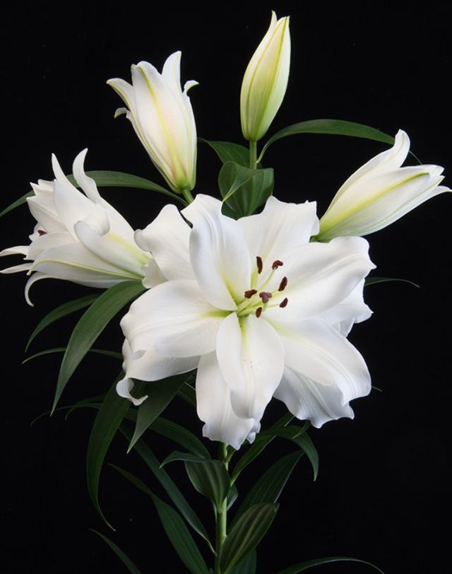 香水百合是一种非常美丽的花卉,其高贵,优雅的花姿和浓郁的香气深受