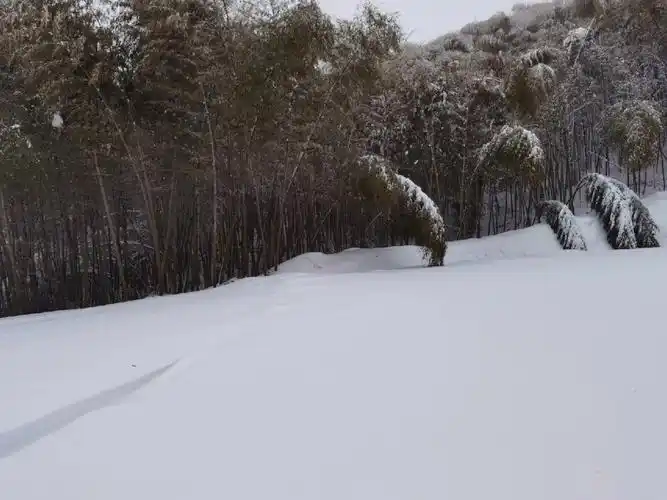鸬鸟山雪地救援